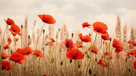 Olli77-red-poppies-in-the-field-photography-print-flowers-water-b1ea76f1-2f06-40dc-a14e-20978205cfdc