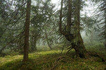 Mystische Nebelstimmung im Bergfichtenwald 5 von Holger Spieker