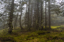 'Mystische Nebelstimmung im Bergfichtenwald 10' von Holger Spieker