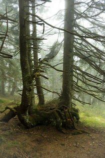 Mystische Nebelstimmung im Bergfichtenwald 9 von Holger Spieker
