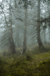 Mystische Nebelstimmung im Bergfichtenwald 8 von Holger Spieker