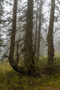 Mystische Nebelstimmung im Bergfichtenwald 7 von Holger Spieker