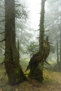 Mystische Nebelstimmung im Bergfichtenwald 6 von Holger Spieker