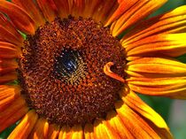 Sonnenblumennahaufnahme von Edgar Schermaul