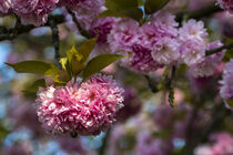 Kirschbaumblüten - Cherry tree blossoms von Susanne Fritzsche