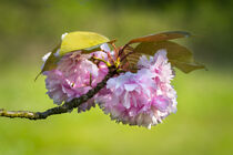 Rosa Kirschblüten - Pink cherry tree blossoms by Susanne Fritzsche