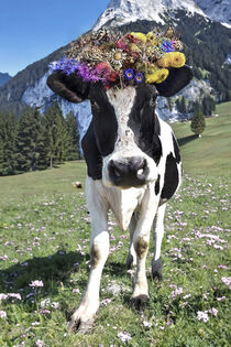 Kuh mit Blütenkranz  von Anja Foto Grafia