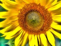 Gelbtöne der Sonnenblume von Edgar Schermaul