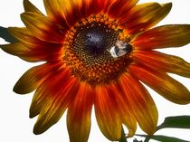 Sonnenblume mit Besucher by Edgar Schermaul