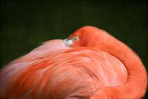 'Flamingo' von Anne Seltmann