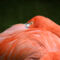 Flamingo-textured