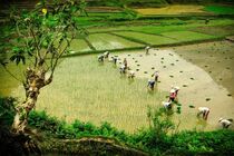 Seeding Rice von Thomas Junklewitz