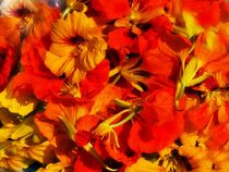 Blüten der Kapuzinerkresse von Edgar Schermaul
