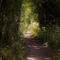'A Walk In Natures Pleasant Green' von CHRISTINE LAKE