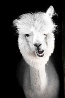 Portrait eines Lustiges weißes Alpaka by jan Wehnert