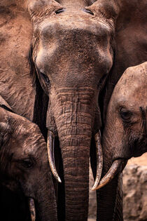 Portrait einer Elefantenfamilie. Rote Elefanten in Kenia by jan Wehnert
