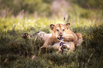 Zwei spielende Löwen, Löwenbaby im grünen Gras Afrika by jan Wehnert