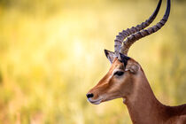 Thomson Gazelle aus der Serengeti von der Seite von jan Wehnert