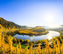 Die Moselschleife bei Bremm im Herbst, Gelbe Weinberge, Sonnenaufgang