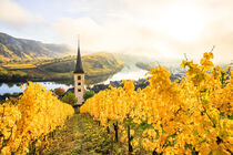 Die Moselschleife bei Bremm im Herbst, Gelbe Weinberge, Sonnenaufgang von jan Wehnert