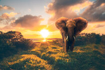 Landschaft aus Mauritius und ein Elfant aus Afrika, Sonnenuntergang by jan Wehnert