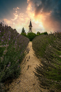 Lavendel Feld, Lavendel Farm, Sonnenuntergang, Balaton in Ungarn von jan Wehnert