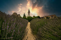 Lavendel Feld, Lavendel Farm, Sonnenuntergang, Balaton in Ungarn