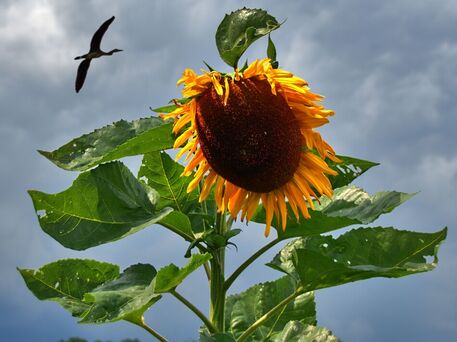 Sonnenblumen-mit-storch