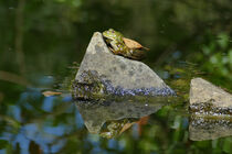 Frosch auf Stein spiegelt sich im Wasser von waldlaeufer