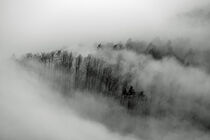 Nebel im winterlichen Wald von waldlaeufer