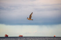 Eine Möwe fliegt über der Ostsee von Jesus Fernandez