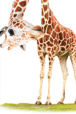 Funny-giraffe-druckdatei