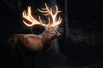 Magical Deer by mutschekiebchen