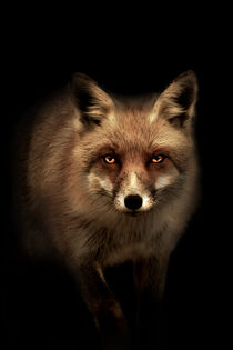 'Mystic Fox' von mutschekiebchen