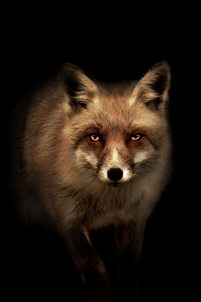 Mystic-fox-11mb