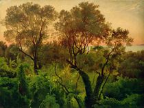 Slope with Olive Trees  by Louis Gurlitt