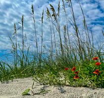 Blue in Dune  by O.L.Sanders Photography