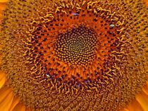 Sonnenblumenmakro von Edgar Schermaul
