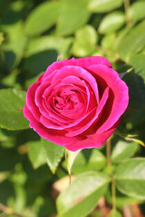 Rose von mario-s