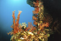Korallenriff von Heike Loos