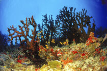 schwarze Koralle, black coral von Heike Loos