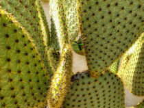 Opuntia Cactus with cricket by Heike Loos
