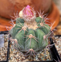 beautiful cactus plant with flower bud