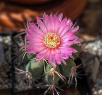 beautiful cactus plant with flower
