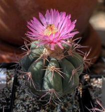 beautiful cactus plant with flower