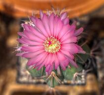 Cactus Flower by Heike Loos