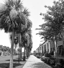 Palm Walk by O.L.Sanders Photography