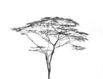 '*An Acacia Tree*' von Dennis Candy