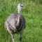 'Großer Emu' by freedom-of-art