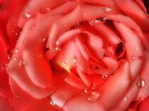 Rose mit Wassertropfen von Edgar Schermaul